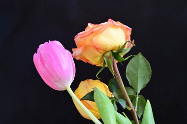 Laleler ve güller siyah arka planda 