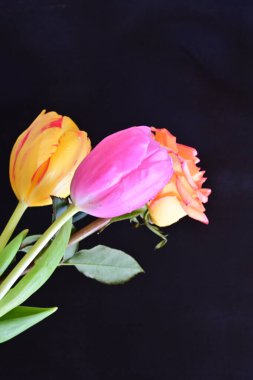 Laleler ve güller siyah arka planda 