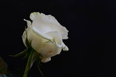 Siyah arkaplanlı beyaz gül 