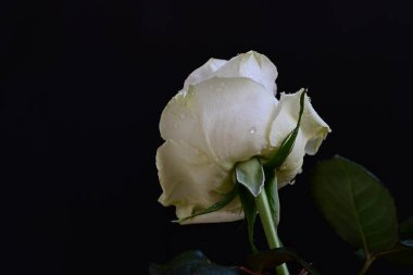 Siyah arkaplanlı beyaz gül 