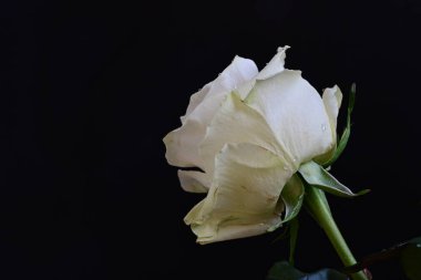 Siyah arkaplanlı beyaz gül 