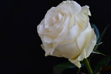 Siyah arkaplanlı beyaz gül 