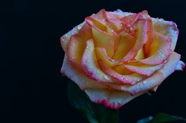 Koyu arkaplanda çiçek açan güzel bir gül. 