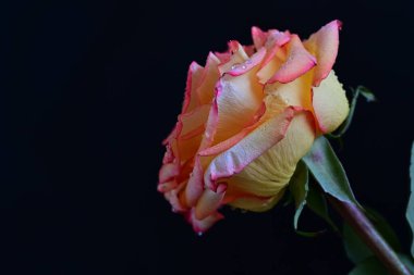 Koyu arkaplanda çiçek açan güzel bir gül. 