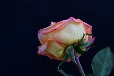 Koyu arkaplanda çiçek açan güzel bir gül. 