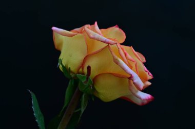 Koyu arkaplanda çiçek açan güzel bir gül. 