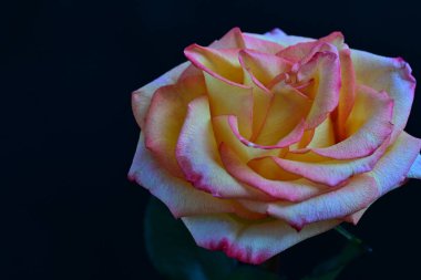 Koyu arkaplanda çiçek açan güzel bir gül. 