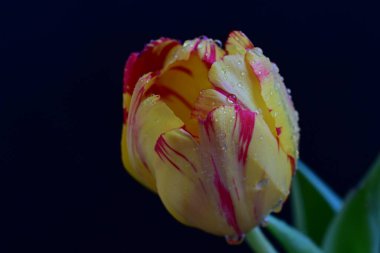 Siyah arka planda güzel bir lale çiçeği