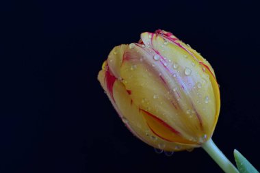 Siyah arka planda güzel bir lale çiçeği