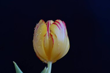 Siyah arka planda güzel bir lale çiçeği