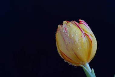 Siyah arka planda güzel bir lale çiçeği