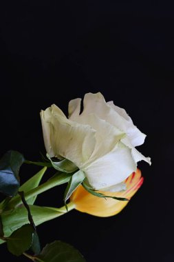 Lale ve gül siyaha yakın.