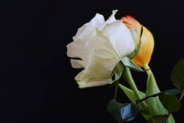 Lale ve gül siyaha yakın.