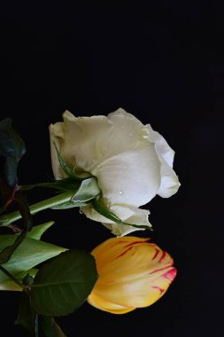 Lale ve gül siyaha yakın.