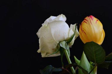 Lale ve gül siyaha yakın.