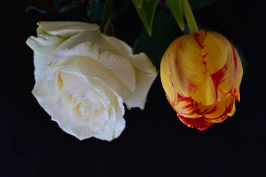 Lale ve gül siyaha yakın.