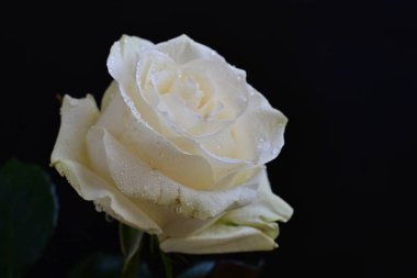 Siyah arka planda güzel bir gül çiçeği