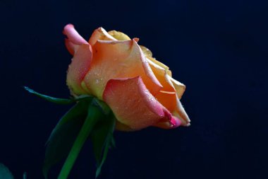 Siyah arka planda güzel bir gül çiçeği