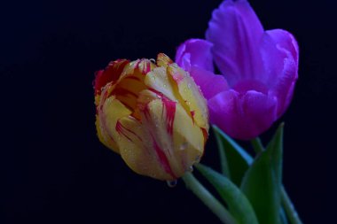 Siyah arkaplandaki güzel laleleri kapat