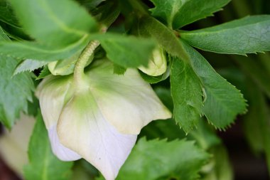 Güzel çiçekler, çiçekli arka plan, doğa geçmişi.