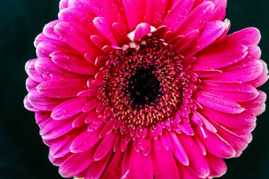 Güzel Gerbera çiçekleri koyu arkaplanda