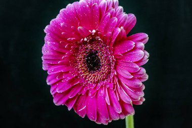 Güzel Gerbera çiçekleri koyu arkaplanda