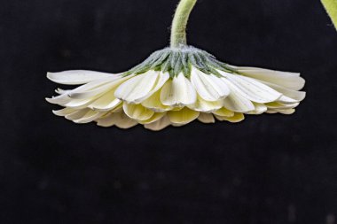 Güzel Gerbera çiçekleri koyu arkaplanda