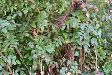 Yazın kırsalda yeşil ağaçlı güzel doğal manzara            