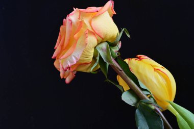 Siyah arkaplandaki güzel çiçekleri kapat