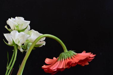 Siyah arkaplanda güzel beyaz çiçekleri kapat