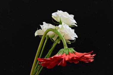 Siyah arkaplanda güzel beyaz çiçekleri kapat