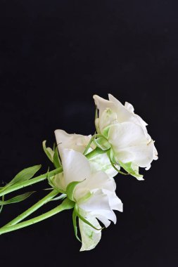 Siyah arka planda güzel beyaz gülleri kapat.