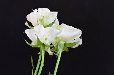 Siyah arka planda güzel beyaz gülleri kapat.