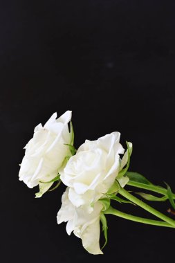 Siyah arka planda güzel beyaz gülleri kapat.