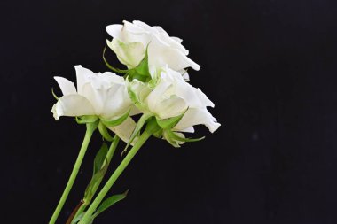 Siyah arka planda güzel beyaz gülleri kapat.