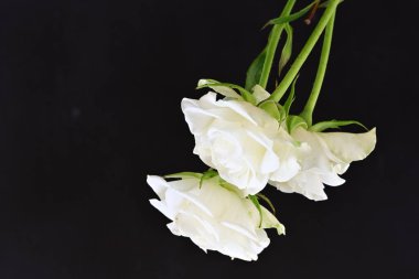 Siyah arka planda güzel beyaz gülleri kapat.