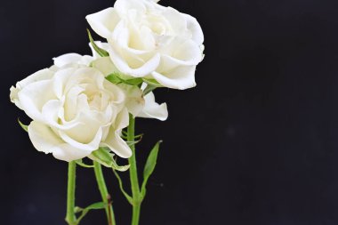 Siyah arka planda güzel beyaz gülleri kapat.