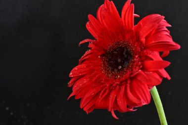 Güzel Gerbera çiçekleri koyu arkaplanda
