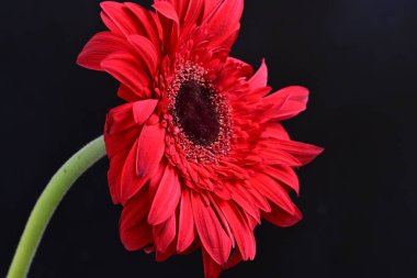 Güzel Gerbera çiçekleri koyu arkaplanda