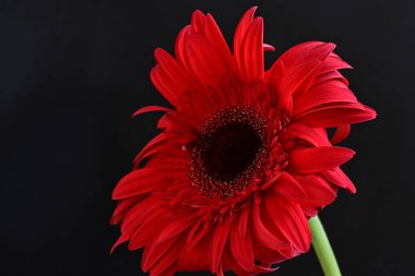 Güzel Gerbera çiçekleri koyu arkaplanda