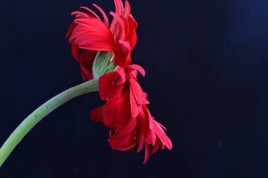 Güzel Gerbera çiçekleri koyu arkaplanda