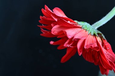 Güzel Gerbera çiçekleri koyu arkaplanda