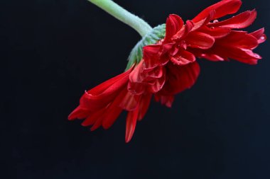 Güzel Gerbera çiçekleri koyu arkaplanda