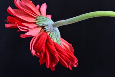 Güzel Gerbera çiçekleri koyu arkaplanda