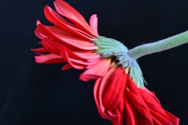 Güzel Gerbera çiçekleri koyu arkaplanda