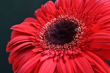 Güzel Gerbera çiçekleri koyu arkaplanda