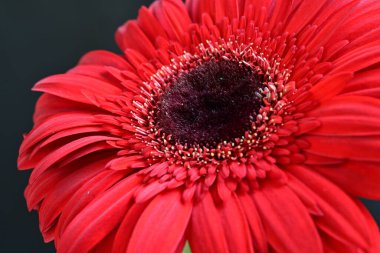 Güzel Gerbera çiçekleri koyu arkaplanda