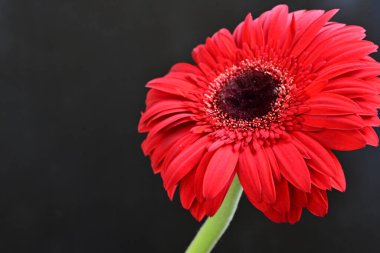 Güzel Gerbera çiçekleri koyu arkaplanda