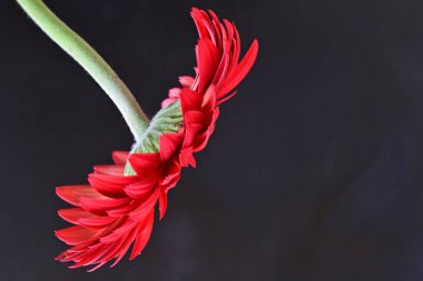 Güzel Gerbera çiçekleri koyu arkaplanda