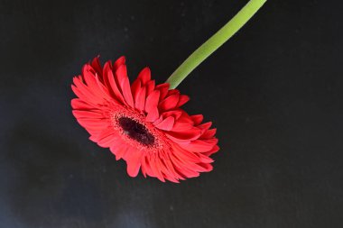 Güzel Gerbera çiçekleri koyu arkaplanda